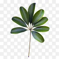 树枝花枝叶子-空若网 树枝花枝叶子-空若网