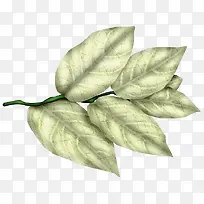 白色叶子花枝-空若网 白色叶子花枝-空若网