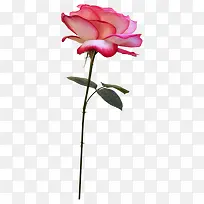 花枝花草水彩玫瑰花-空若网 花枝花草水彩玫瑰花-空若网