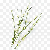 ��ɫ��֦-������