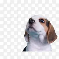 最可爱的小狗狗-空若网 最可爱的小狗狗-空若网