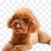 淘气聪慧小泰迪-空若网 淘气聪慧小泰迪-空若网