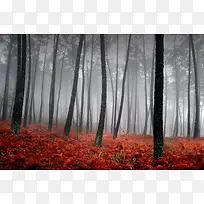 高清树林摄影-空若网 高清树林摄影-空若网