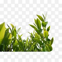 �����̲��ز�-������