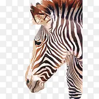 �����廭-������