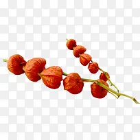 灯楼果实-空若网 灯楼果实-空若网