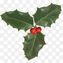 高清摄影草本植物造型果实-空若网 高清摄影草本植物造型果实-空若网