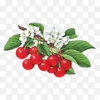 红色果实水果-空若网 红色果实水果-空若网