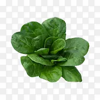 青菜-空若网 青菜-空若网