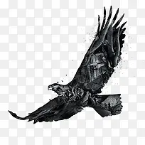 老鹰-空若网 老鹰-空若网