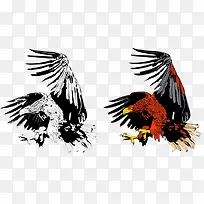 飞翔的老鹰-空若网 飞翔的老鹰-空若网