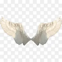 洁白飞翔翅膀-空若网 洁白飞翔翅膀-空若网