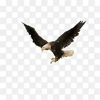 鹰飞翔的鹰黑色翅膀鹰-空若网 鹰飞翔的鹰黑色翅膀鹰-空若网