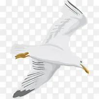 手绘飞翔的鸟-空若网 手绘飞翔的鸟-空若网