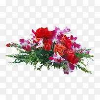 高清摄影鲜艳的花卉植物-空若网 高清摄影鲜艳的花卉植物-空若网