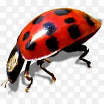 高清摄影鲜艳的七星瓢虫-空若网 高清摄影鲜艳的七星瓢虫-空若网