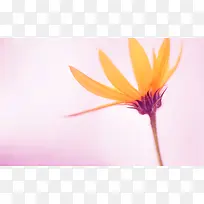 彩绘风格橙色花朵高清合成效果-空若网 彩绘风格橙色花朵高清合成效果-空若网