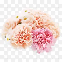 彩色淡雅花朵植物-空若网 彩色淡雅花朵植物-空若网