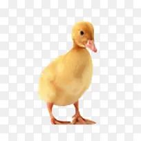高清摄影可爱小黄鸭-空若网 高清摄影可爱小黄鸭-空若网