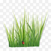 矢量水草-空若网 矢量水草-空若网