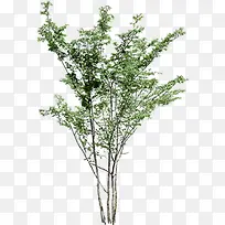 高清摄影绿色植物造型合成-空若网 高清摄影绿色植物造型合成-空若网