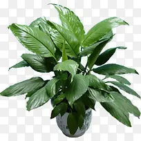 ������ɫֲ����Ӱ-������