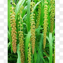 ������Ӱ��ɫֲ��-������