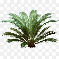 ��ɫֲ�������Ӱ-������