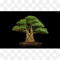 ��ɫֲ����Ӱ��д-������