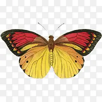 蝴蝶复古装饰-空若网 蝴蝶复古装饰-空若网