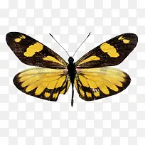 黄色蝴蝶装饰昆虫-空若网 黄色蝴蝶装饰昆虫-空若网