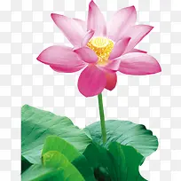 高清摄影活动海报莲花-空若网 高清摄影活动海报莲花-空若网