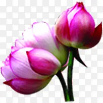 莲花手绘卡通可爱-空若网 莲花手绘卡通可爱-空若网