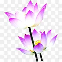 两朵可爱莲花清净-空若网 两朵可爱莲花清净-空若网