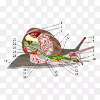 腹足动物陆生蜗牛-空若网 腹足动物陆生蜗牛-空若网