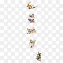 可爱小猫-空若网 可爱小猫-空若网