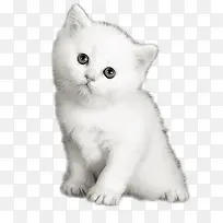 白色小猫-空若网 白色小猫-空若网