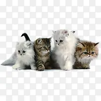 时尚小猫宠物温馨-空若网 时尚小猫宠物温馨-空若网