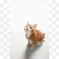 仰望的棕色可爱小猫-空若网 仰望的棕色可爱小猫-空若网