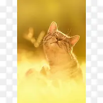 唯美可爱的小猫咪-空若网 唯美可爱的小猫咪-空若网