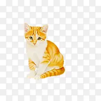 黄色可爱小猫-空若网 黄色可爱小猫-空若网