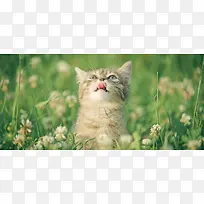 小猫动物背景-空若网 小猫动物背景-空若网