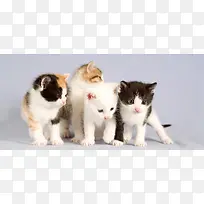 小猫动物背景-空若网 小猫动物背景-空若网