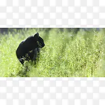 С趯Îï±³¾°-¿ÕÈôÍø С趯Îï±³¾°-¿ÕÈôÍø