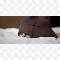 小猫动物背景-空若网 小猫动物背景-空若网