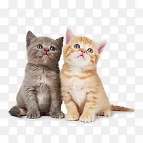 可爱小奶猫图片-空若网 可爱小奶猫图片-空若网