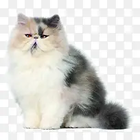 白色可爱猫咪宠物-空若网 白色可爱猫咪宠物-空若网