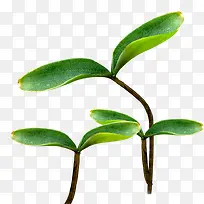 ��ɫ��Ѿͼ����-������