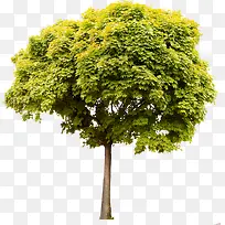 ������Ӱ��ɫС������-������