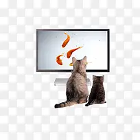 猫看电视-空若网 猫看电视-空若网